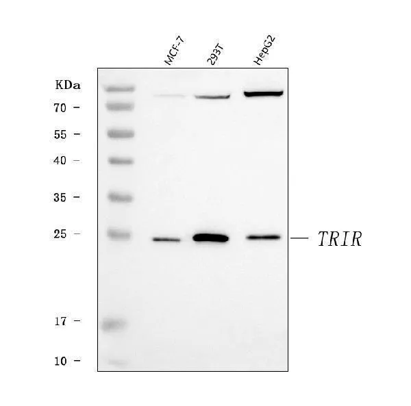 Anti-TRIR Antibody Picoband®