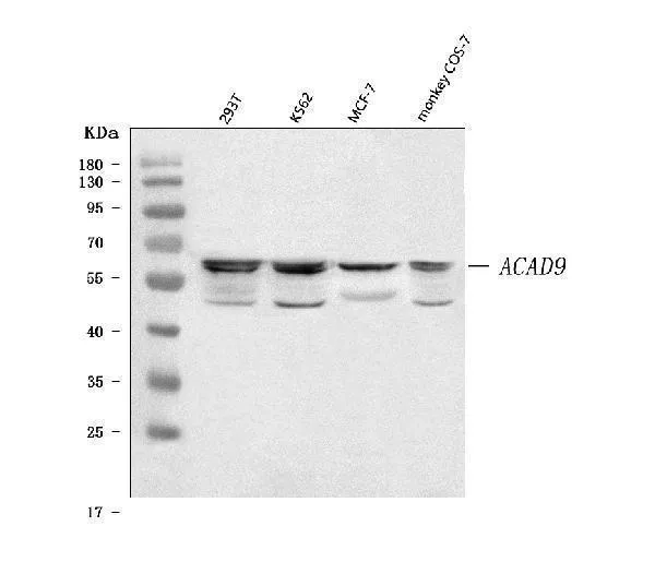 Anti-ACAD9 Antibody Picoband®