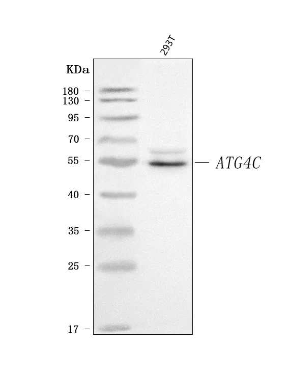 Anti-ATG4C Antibody Picoband®