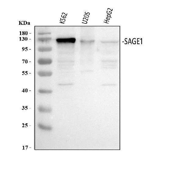 Anti-SAGE1 Antibody Picoband®