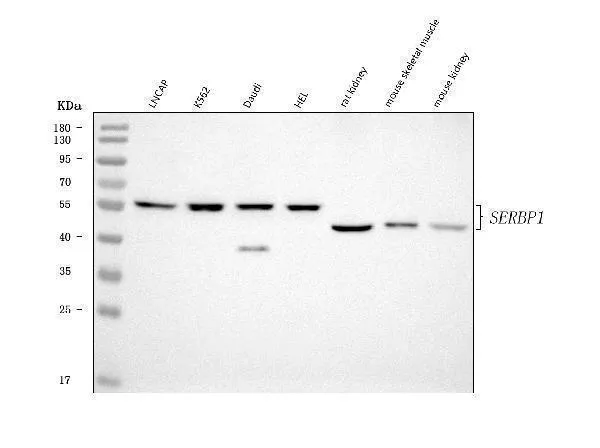 Anti-SERBP1 Antibody Picoband®