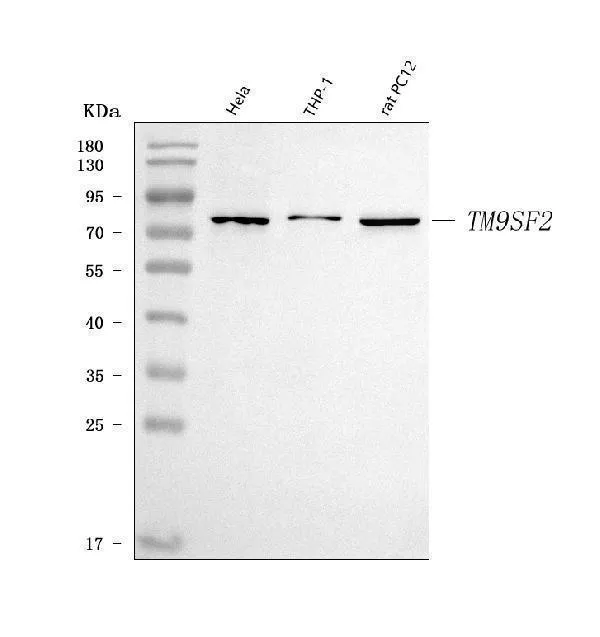 Anti-TM9SF2 Antibody Picoband®
