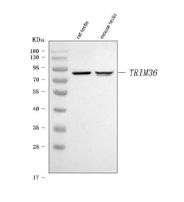 Anti-TRIM36 Antibody Picoband®
