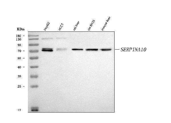 Anti-ZPI/SERPINA10 Antibody Picoband®