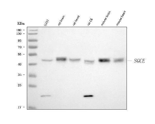 Anti-SGCE Antibody Picoband®