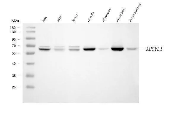 Anti-IRBIT/AHCYL1 Antibody Picoband® (monoklonale, 2E7D9)