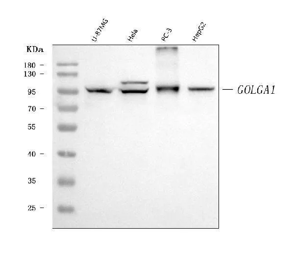 Anti-Golgin 97/GOLGA1 Antibody Picoband® (monoklonale, 8E4H1)