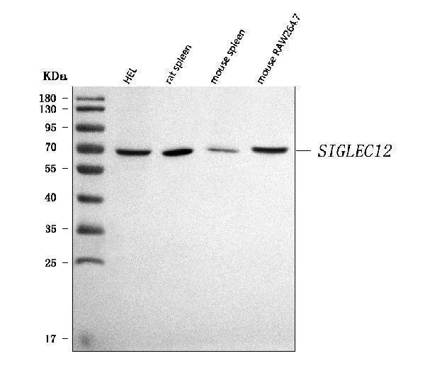 Anti-SIGLEC12 Antibody Picoband®