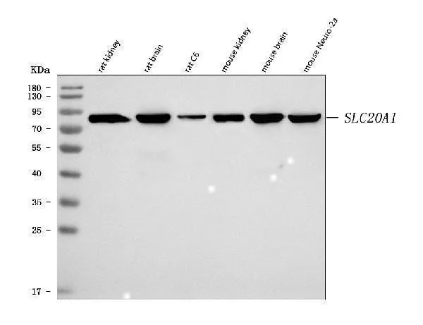 Anti-SLC20A1 Antibody Picoband®