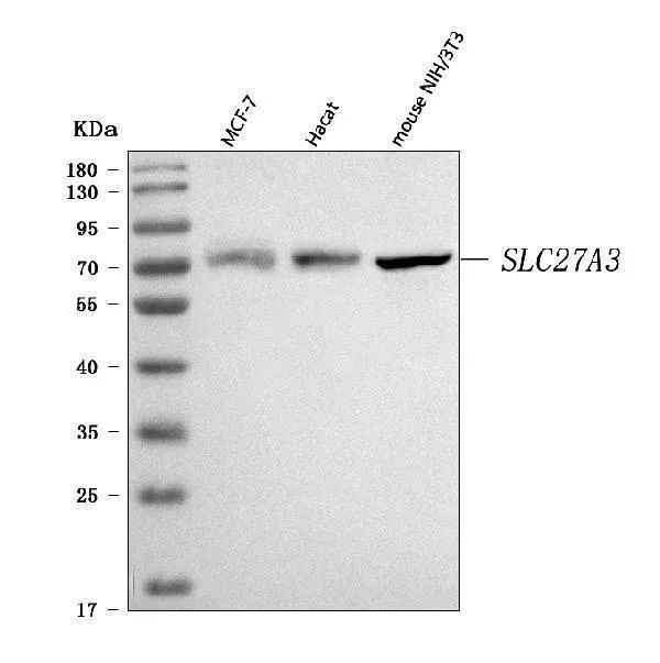 Anti-FATP3/SLC27A3 Antibody Picoband®