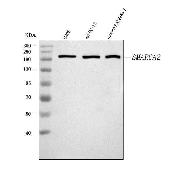Anti-SMARCA2/BRM Antibody Picoband®