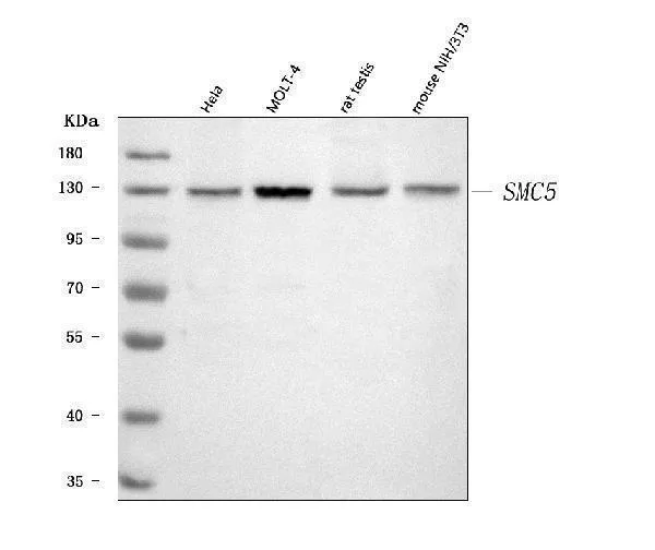 Anti-SMC5 Antibody Picoband®