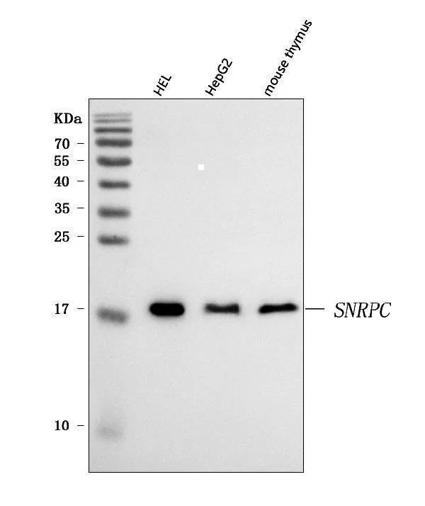 Anti-U1-C/SNRPC Antilichaam Picoband®