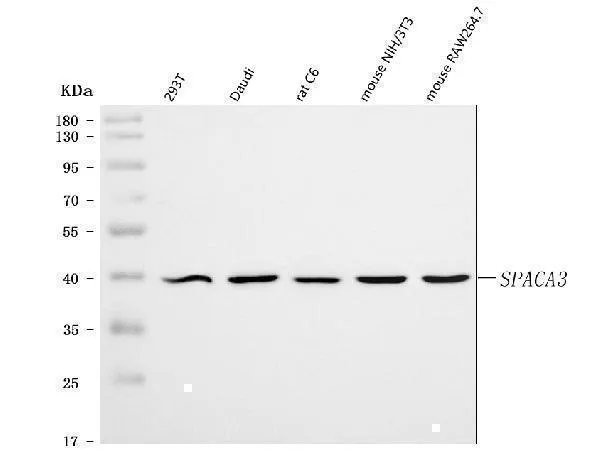 Anti-SPACA3 Antibody Picoband®