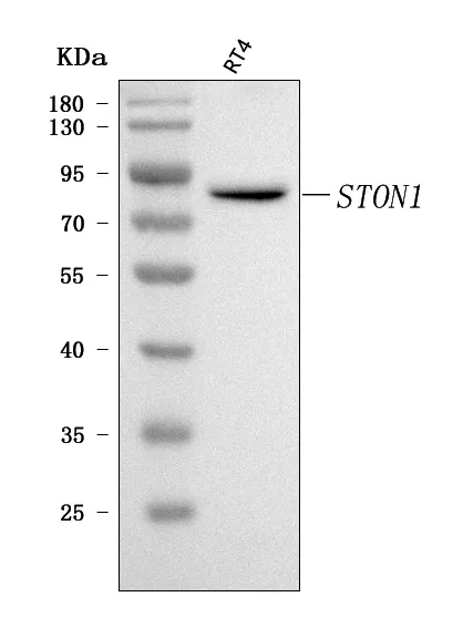 Anti-STON1 Antibody Picoband®