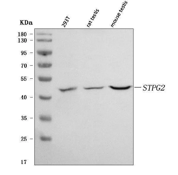 Anti-STPG2 Antibody Picoband®