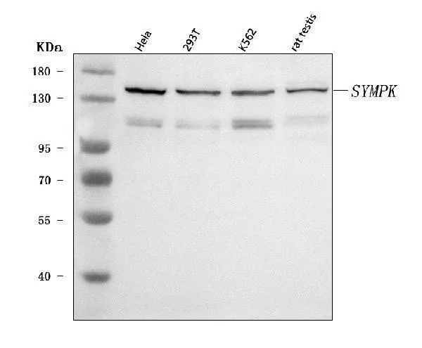 Anti-Symplekin/SYMPK Antibody Picoband®