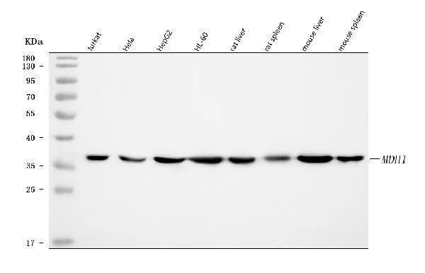 Anti-MDH1 Antibody Picoband®