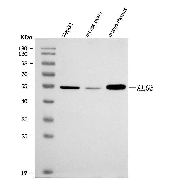Anti-ALG3 Antibody Picoband®
