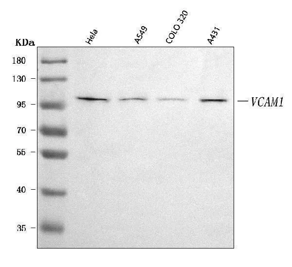 Anti-VCAM1 Antibody Picoband®