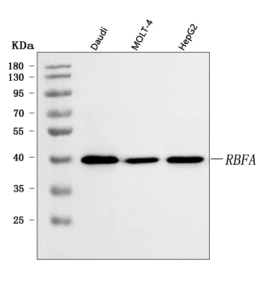 Anti-C18orf22/RBFA Antilichaam Picoband®