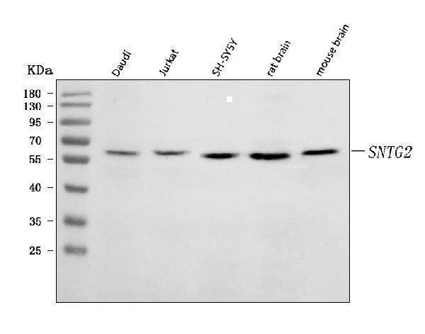 Anti-SNTG2 Antibody Picoband®