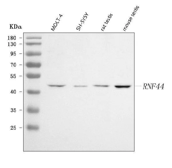 Anti-RNF44 Antibody Picoband®