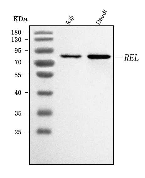 Anti-c-Rel/REL Antibody Picoband®