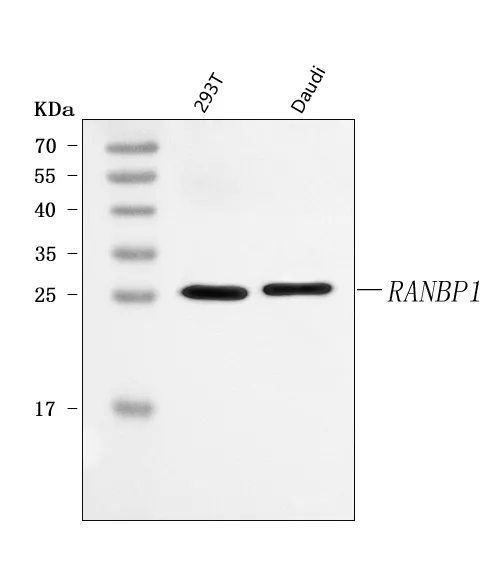 Anti-RANBP1 Antibody Picoband®