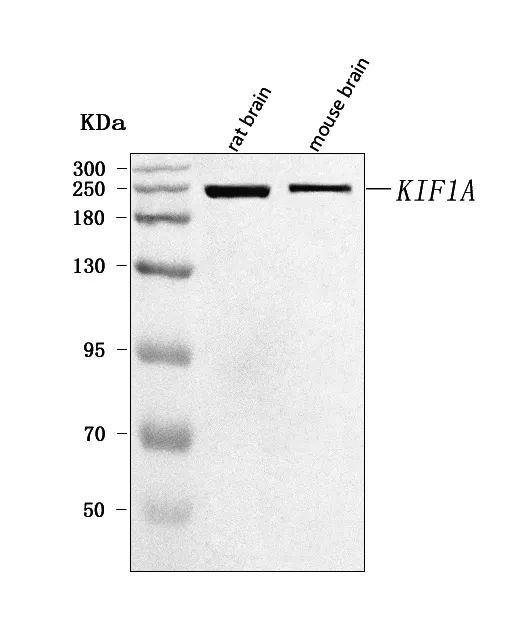 Anti-KIF1A Antibody Picoband®