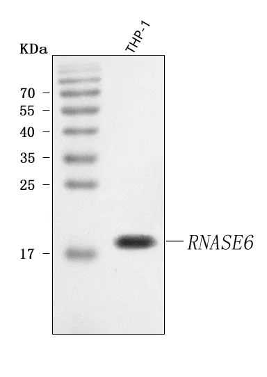 Anti-RNASE6 Antibody Picoband®