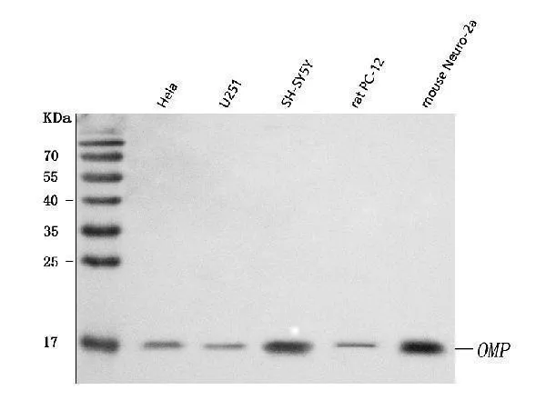 Anti-OMP Antibody Picoband®