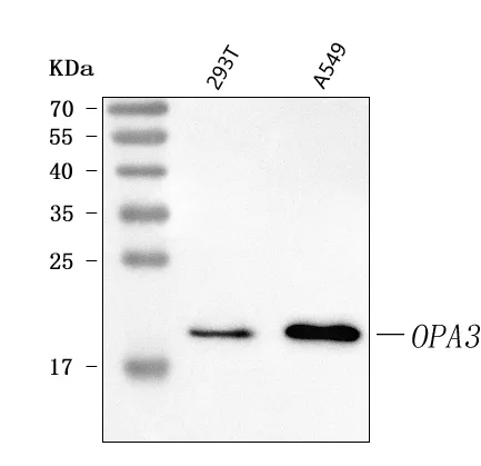Anti-OPA3 Antibody Picoband®