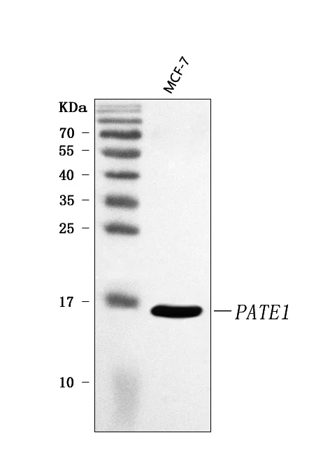 Anti-PATE1 Antibody Picoband®