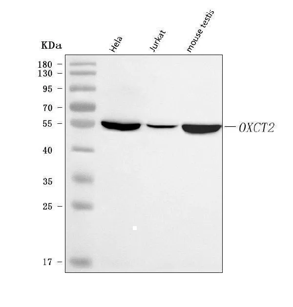Anti-OXCT2 Antibody Picoband®