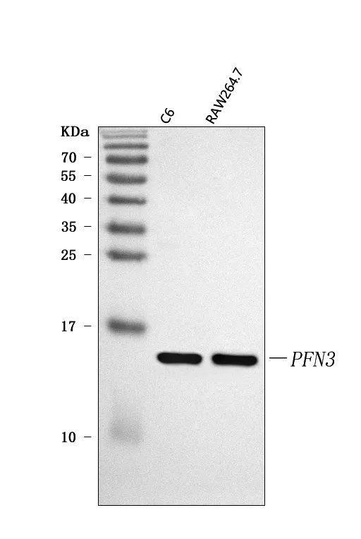 Anti-PFN3 Antibody Picoband®