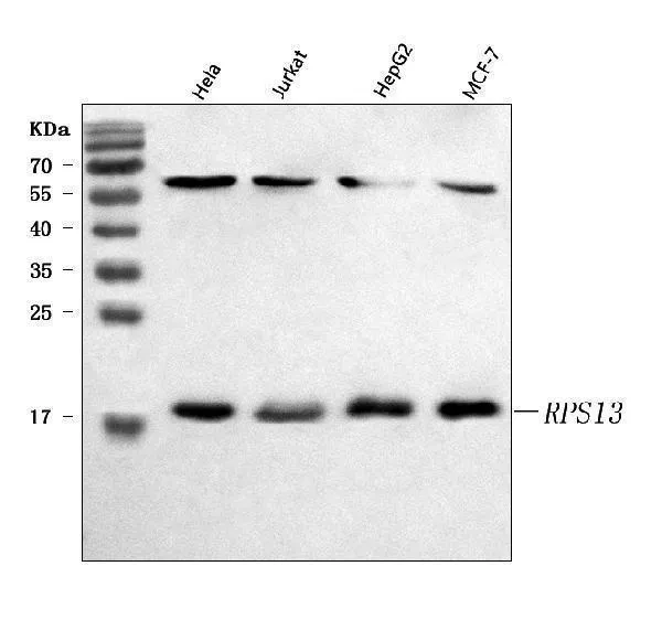 Anti-RPS13 Antibody Picoband®