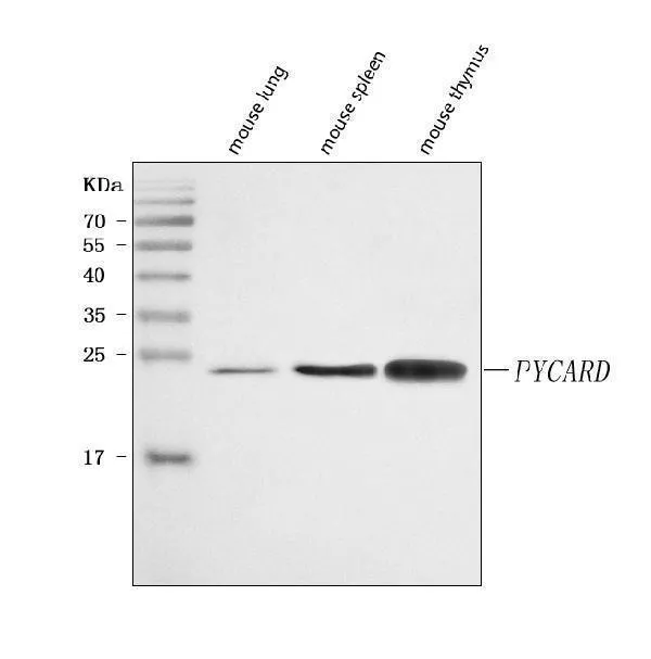 Anti-ASC/TMS1/Pycard Antibody Picoband®