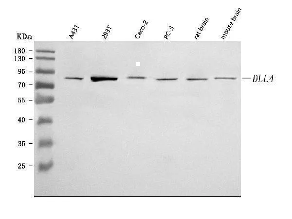 Anti-DLL4 Antibody Picoband®