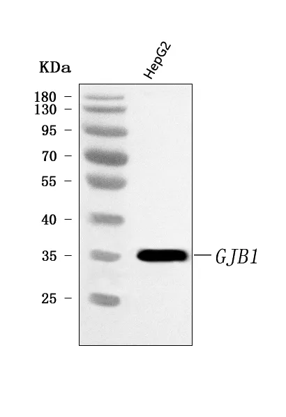 Anti-Connexin-32/GJB1 Antibody Picoband®