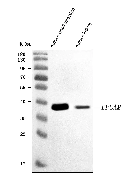 Anti-CD326/Epcam Antibody Picoband®