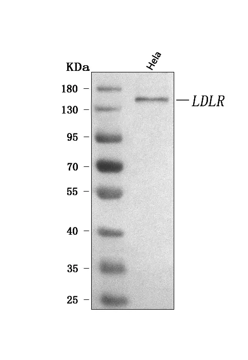 Anti-LDLR Antibody Picoband®