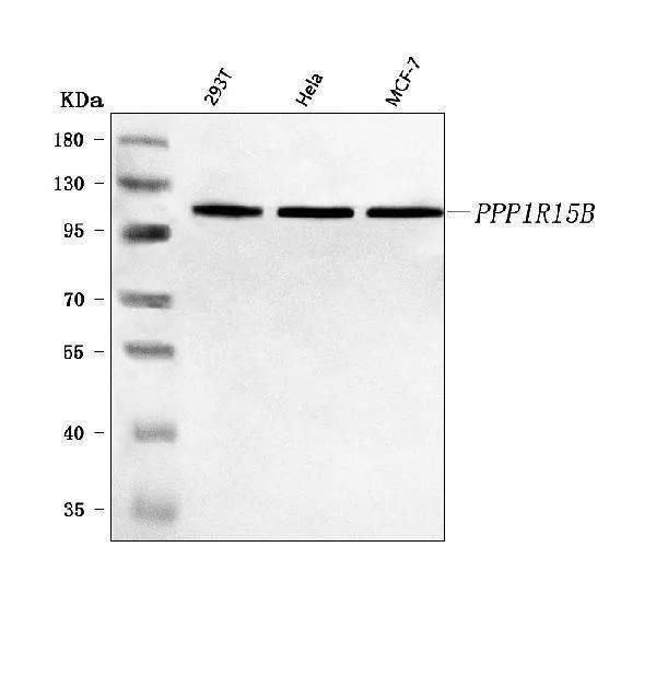 Anti-PPP1R15B Antilichaam Picoband®