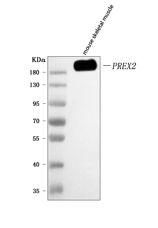 Anti-PREX2 Antibody Picoband®