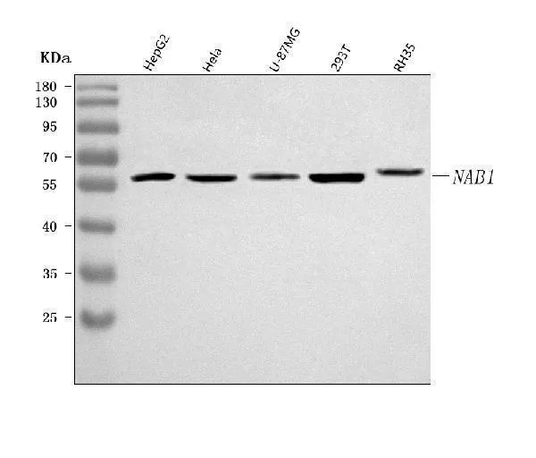 Anti-NAB1 Antibody Picoband®