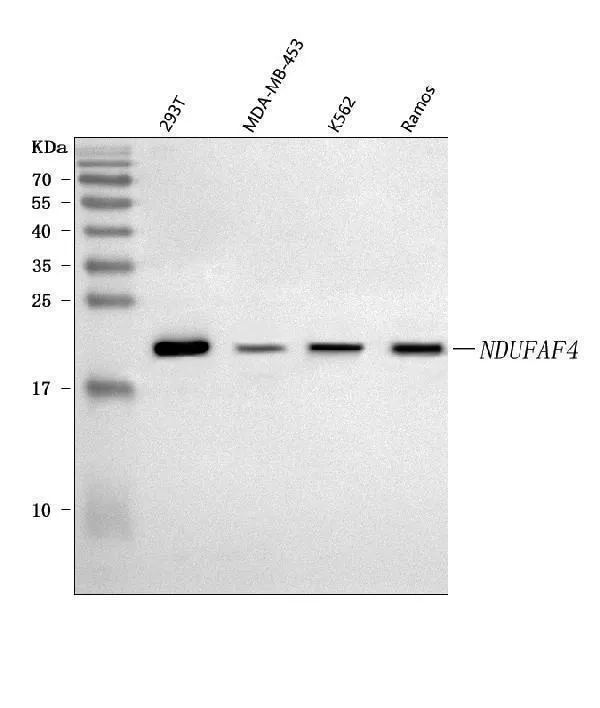 Anti-NDUFAF4 Antibody Picoband®