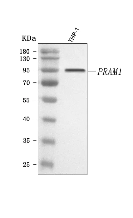 Anti-PRAM1 Antibody Picoband®
