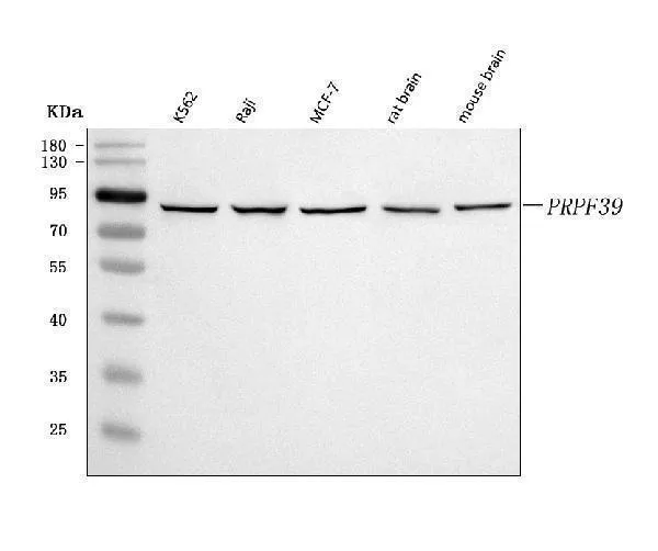 Anti-PRPF39 Antibody Picoband®