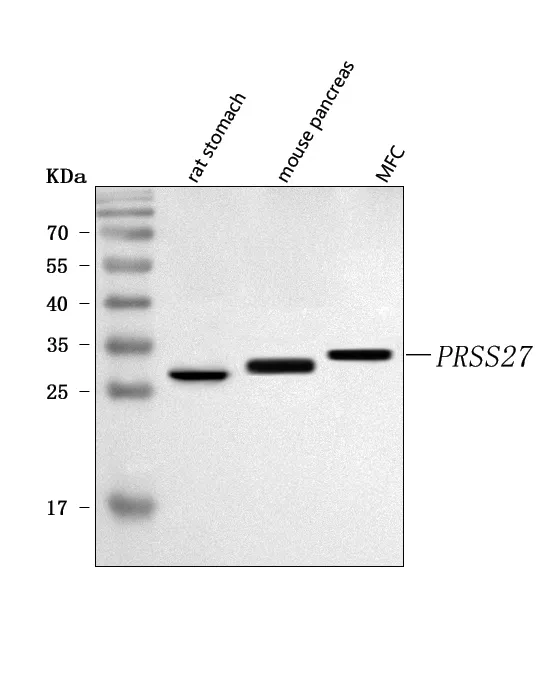 Anti-PRSS27 Antibody Picoband®