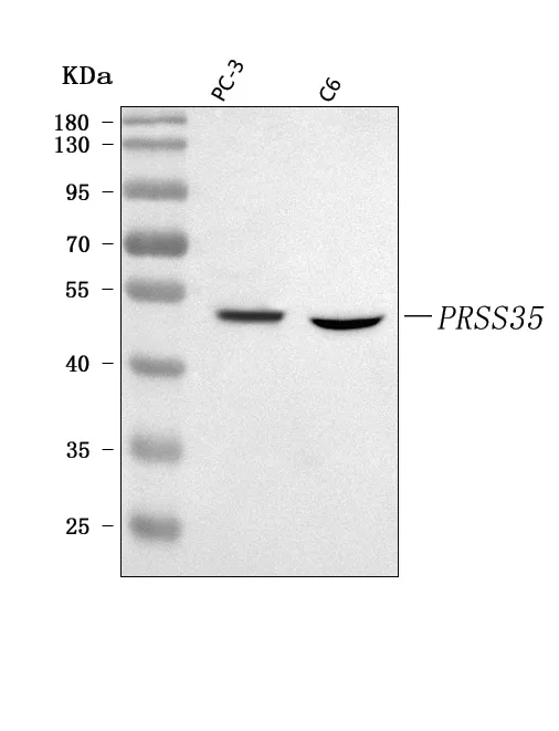 Anti-PRSS35 Antibody Picoband®